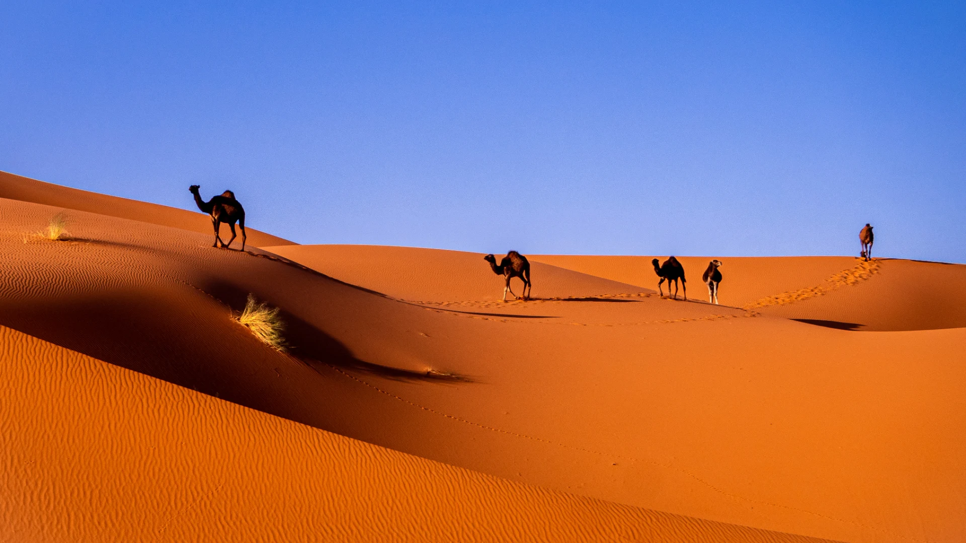 Discover Merzouga – The Heart of Morocco’s Sahara Desert