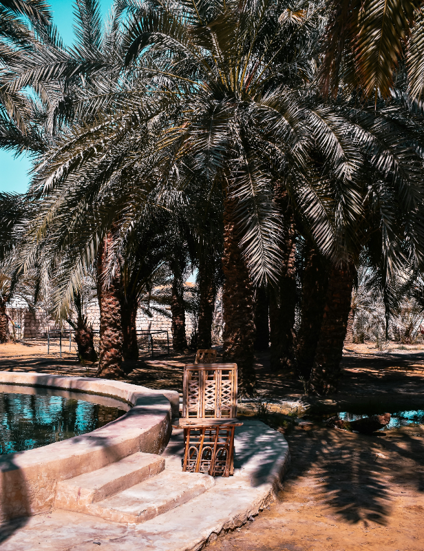 nourhan-sabek-KwumCN5j6Wk-unsplash-cropped
