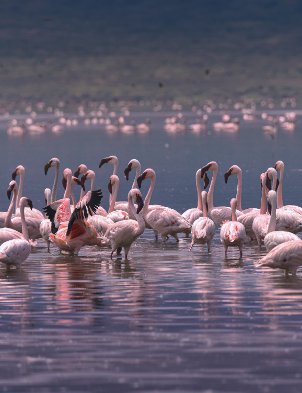 pexels-bisakha-datta-3429431-7218994-cropped