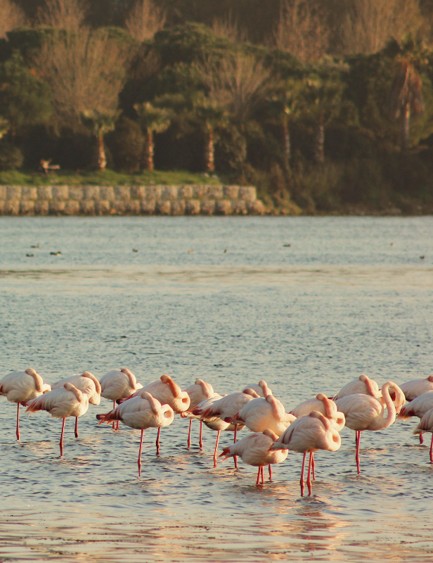 pexels-kadernamuslu-30431618-cropped